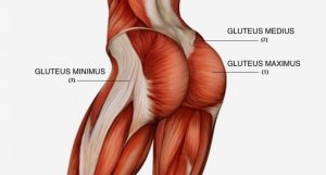 Músculos de los glúteos