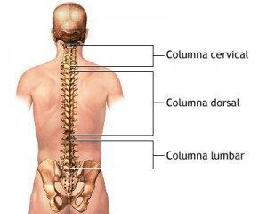 Curvaturas columna vertebral