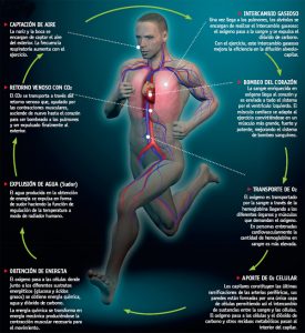 Fisiologia-del-ejercicio-que-adaptaciones-se-producen-en-nuestro-cuerpo-cuando-pasamos-del-sedentarismo-a-empezar-a-correr-5
