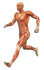 Fisiologia-del-ejercicio-que-adaptaciones-se-producen-en-nuestro-cuerpo-cuando-pasamos-del-sedentarismo-a-empezar-a-correr-5